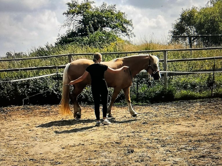 Welsh-D Giumenta 4 Anni Palomino in Butzbach