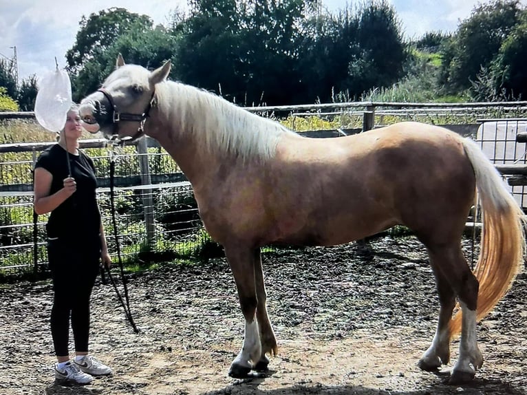 Welsh-D Giumenta 4 Anni Palomino in Butzbach