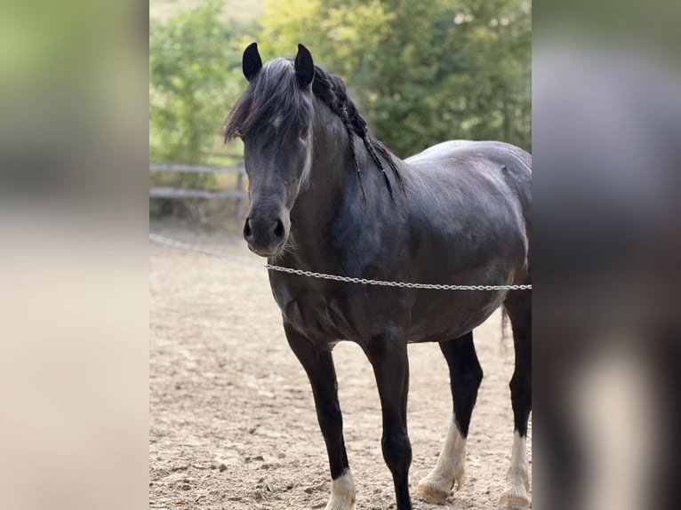 Welsh-D Giumenta 5 Anni 148 cm Morello in Löhnberg