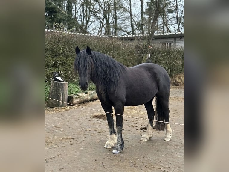 Welsh-D Giumenta 5 Anni 148 cm Morello in Löhnberg