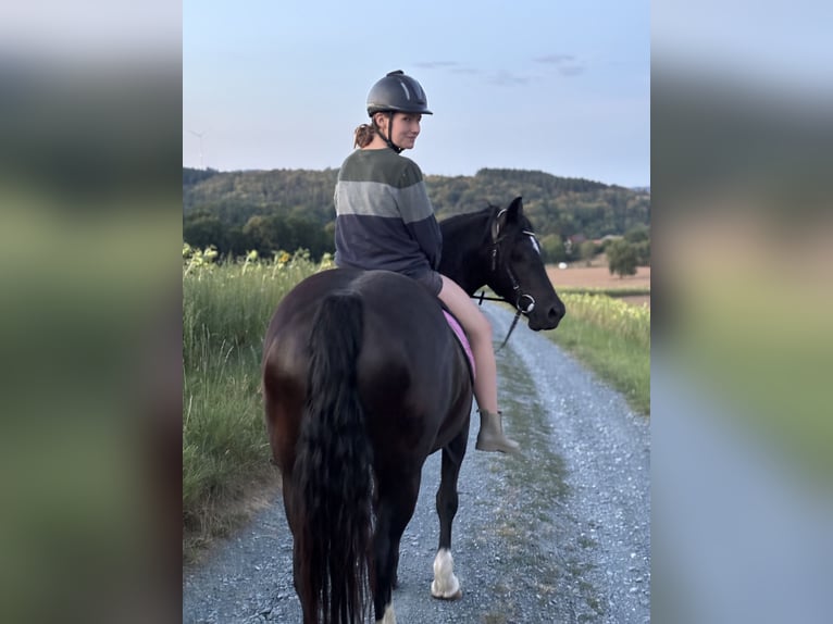 Welsh-D Giumenta 5 Anni 148 cm Morello in Löhnberg