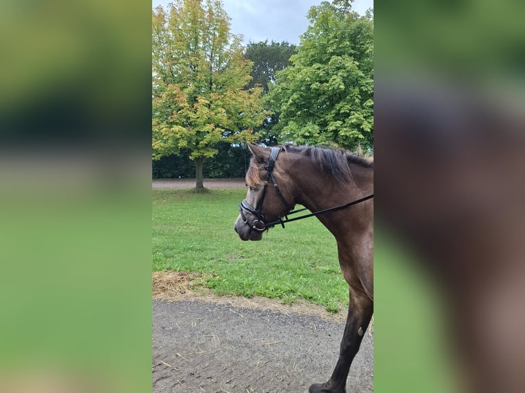 Welsh-D Giumenta 5 Anni 148 cm Pelle di daino in Henstedt-Ulzburg