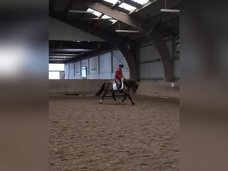 Welsh-D Giumenta 5 Anni 149 cm Pelle di daino in Henstedt-Ulzburg