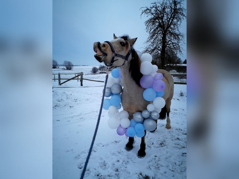 Welsh-D Giumenta 5 Anni 149 cm Pelle di daino in Friedland