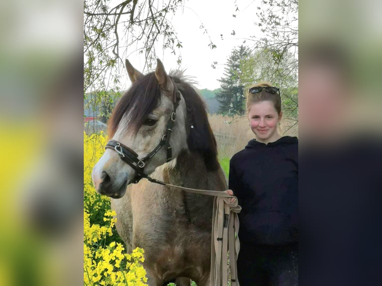 Welsh-D Giumenta 5 Anni 149 cm Pelle di daino in Friedland