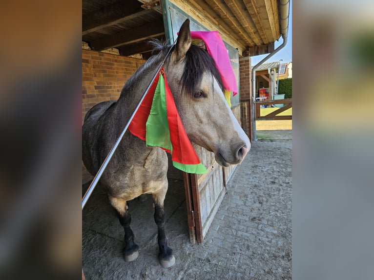 Welsh-D Giumenta 5 Anni 149 cm Pelle di daino in Friedland