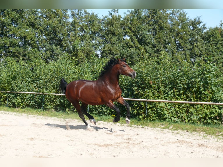 Welsh-D Giumenta 5 Anni Baio in Geldern