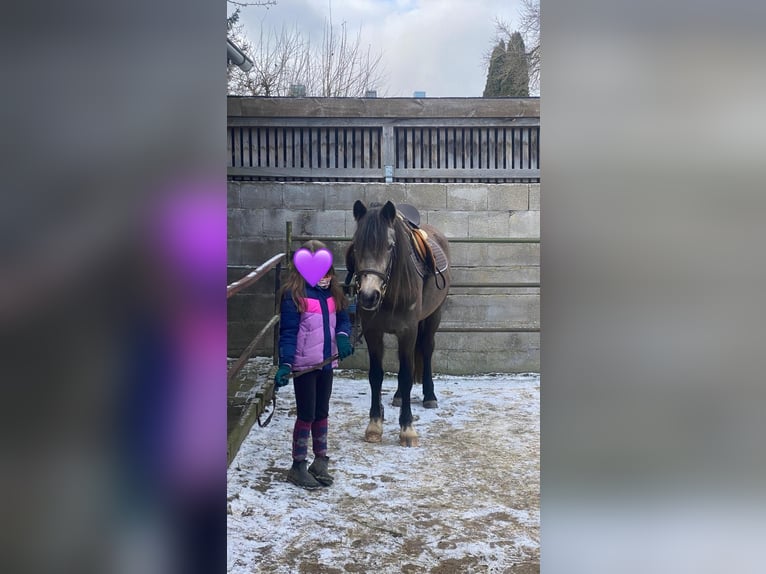 Welsh-D Giumenta 6 Anni 146 cm Pelle di daino in Bayern