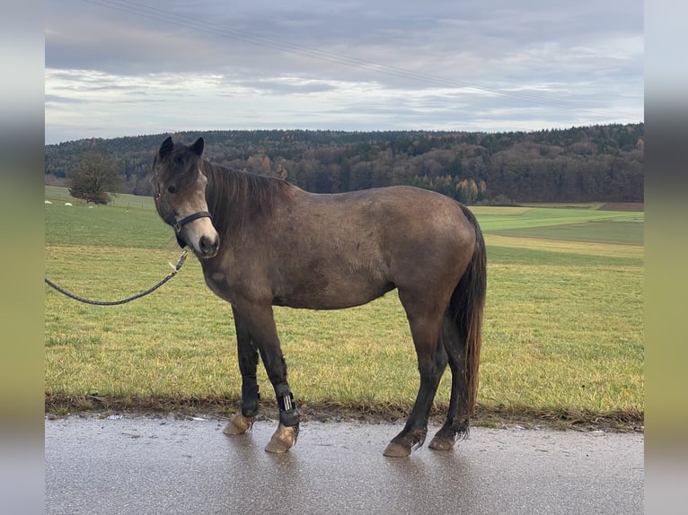 Welsh-D Giumenta 6 Anni 146 cm Pelle di daino in Bayern