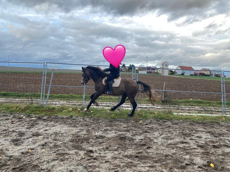 Welsh-D Giumenta 6 Anni 146 cm Pelle di daino in Bayern