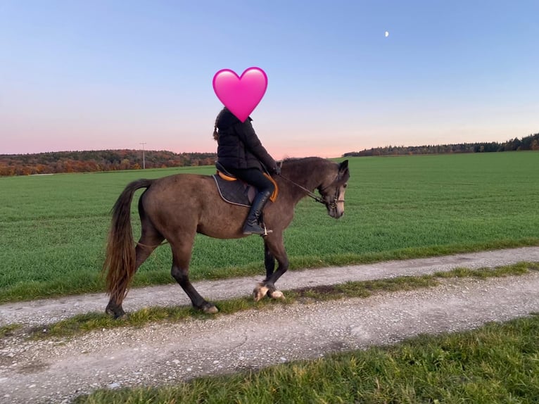 Welsh-D Giumenta 6 Anni 146 cm Pelle di daino in Bayern