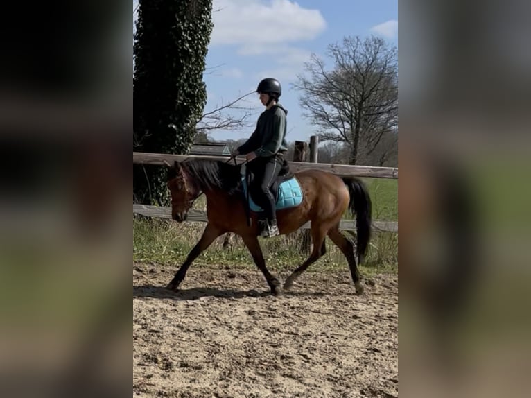 Welsh-D Mix Giumenta 6 Anni 147 cm Baio in Oldenzaal