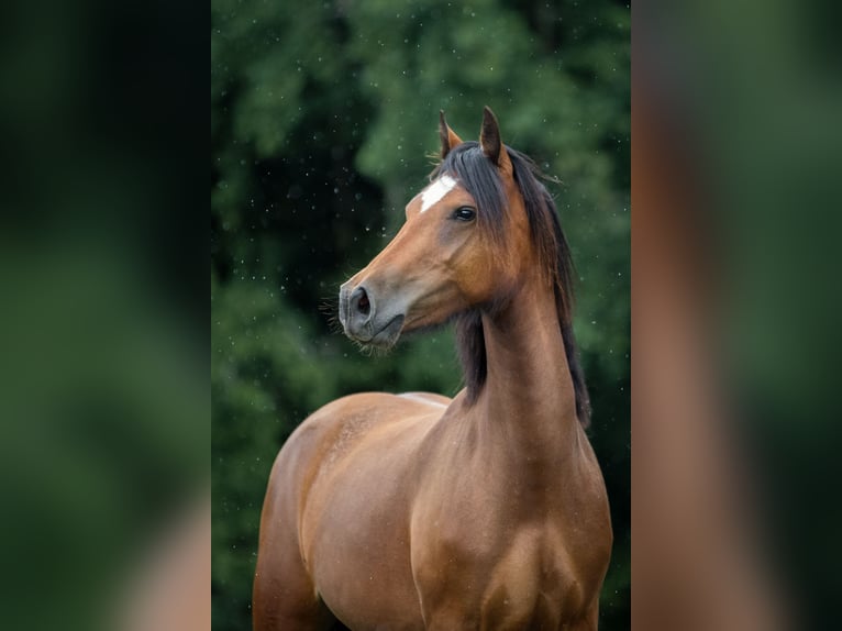 Welsh-D Giumenta 6 Anni 148 cm Baio in Traventhal