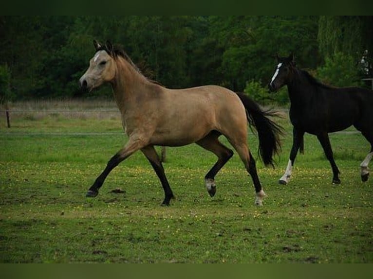 Welsh-D Giumenta 7 Anni 147 cm Pelle di daino in Dwingeloo