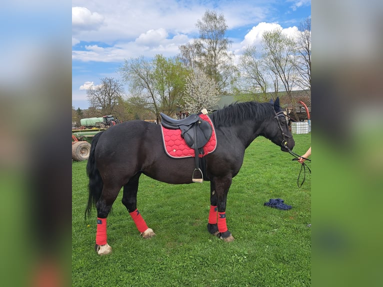 Welsh-D Giumenta 7 Anni 148 cm Morello in Niederwiesa