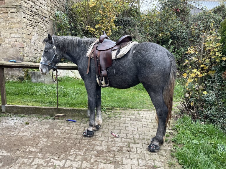 Welsh-D Mix Giumenta 7 Anni 151 cm Leardo in Felsbergerhof