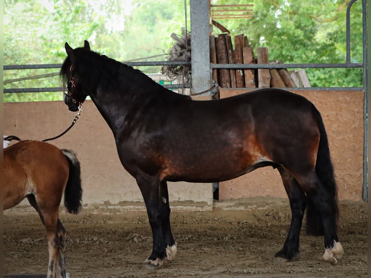 Welsh-D Giumenta 7 Anni 152 cm in Glüsing