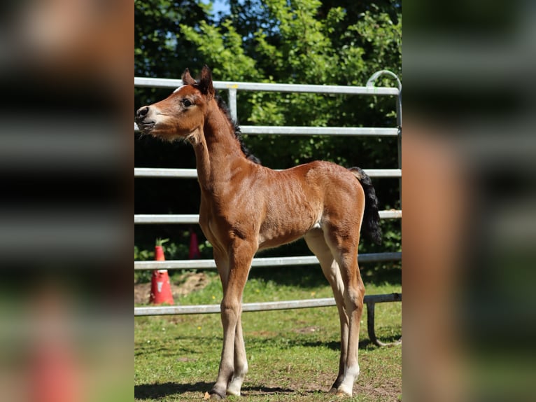 Welsh-D Giumenta 7 Anni 152 cm in Glüsing