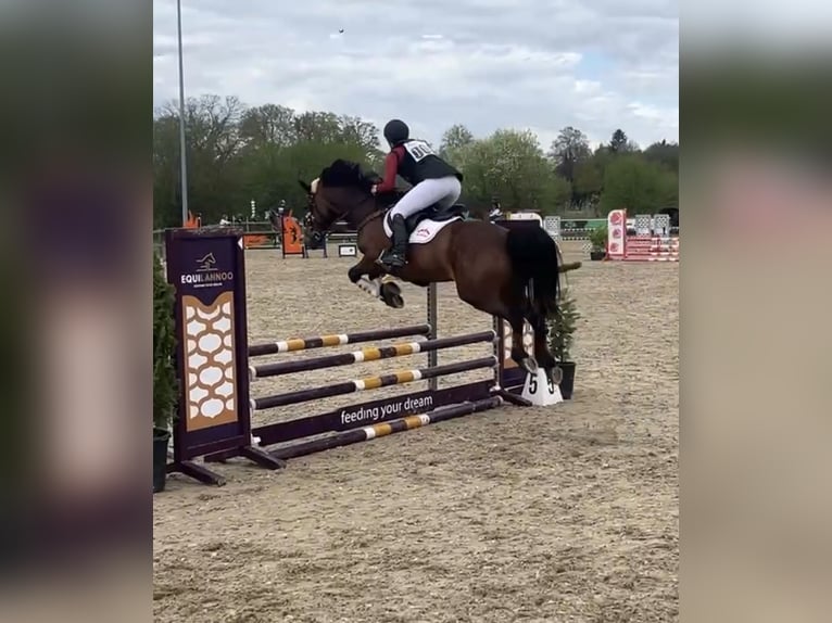 Welsh-D Giumenta 7 Anni 153 cm Baio in Aldeboarn