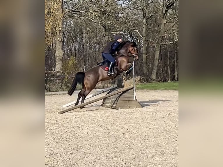 Welsh-D Giumenta 7 Anni 153 cm Baio in Aldeboarn