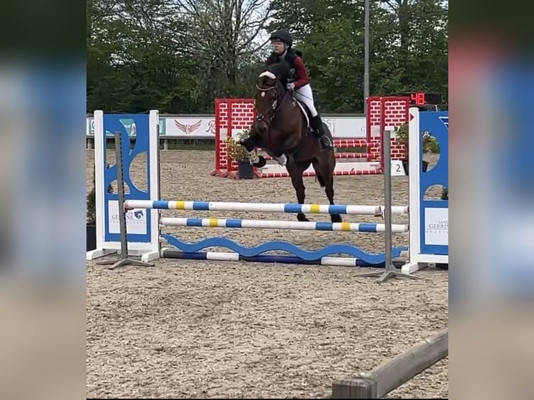 Welsh-D Giumenta 7 Anni 153 cm Baio in Aldeboarn