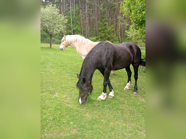 Welsh-D Giumenta 7 Anni 159 cm Morello in Ledce