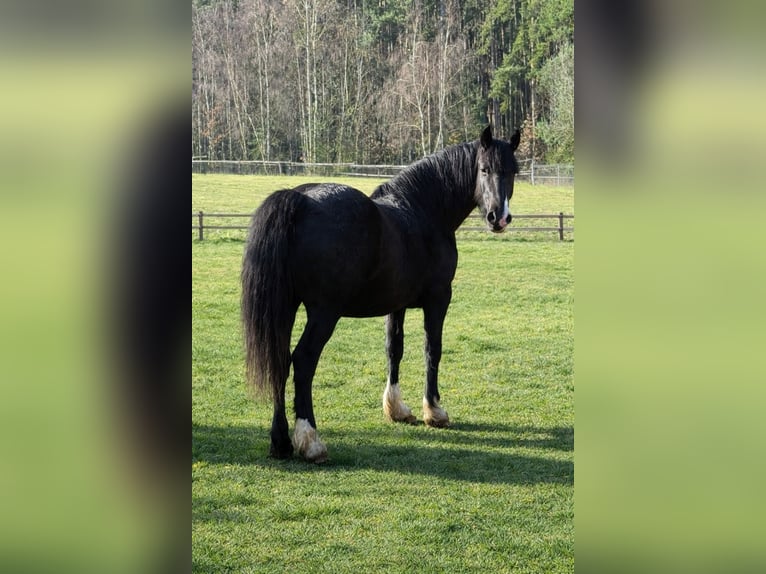 Welsh-D Giumenta 7 Anni 159 cm Morello in Ledce