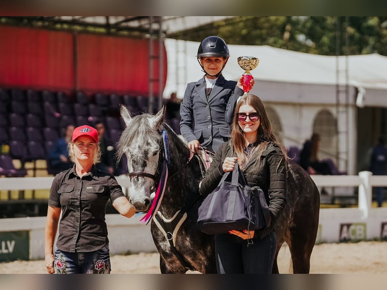 Welsh-D Mix Giumenta 8 Anni 142 cm Grigio in Pi&#x146;&#x137;i