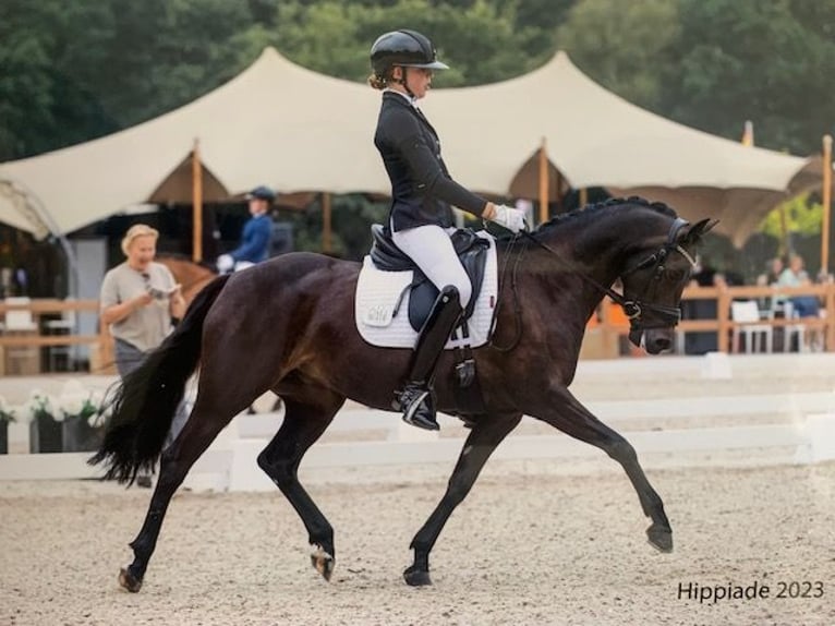 Welsh-D Giumenta 8 Anni 145 cm Baio scuro in Alphen