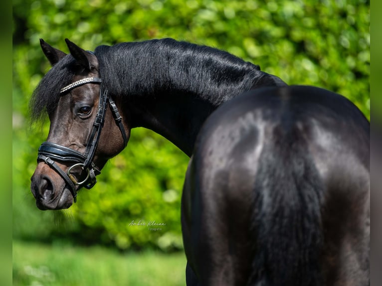 Welsh-D Giumenta 8 Anni 145 cm Baio scuro in Alphen