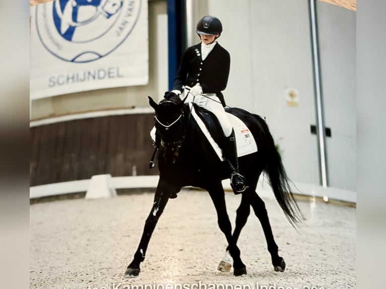 Welsh-D Giumenta 8 Anni 145 cm Baio scuro in Mierlo