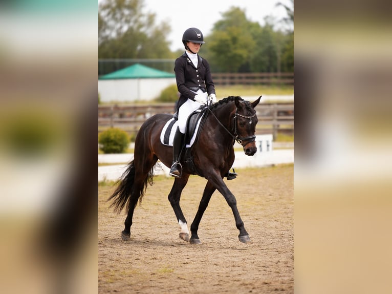Welsh-D Giumenta 8 Anni 145 cm Baio scuro in Mierlo