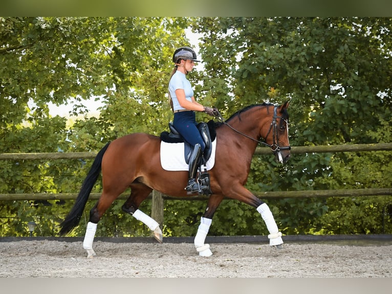 Welsh-D Giumenta 8 Anni 148 cm Baio in Kockengen