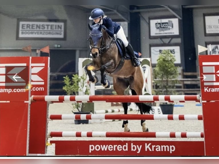 Welsh-D Giumenta 8 Anni 148 cm Baio scuro in Vught