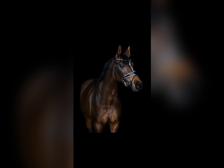 Welsh-D Giumenta 8 Anni 148 cm Baio scuro in Vught