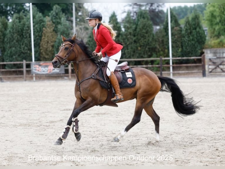 Welsh-D Giumenta 8 Anni 148 cm Baio scuro in Vught