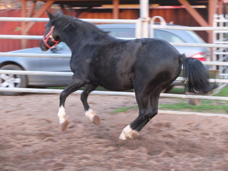 Welsh-D Giumenta 8 Anni 148 cm Morello in Ellersleben
