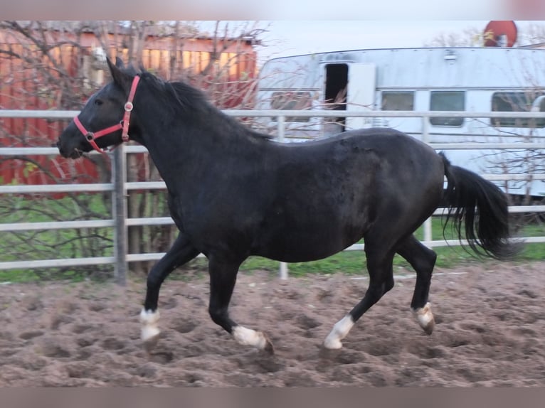 Welsh-D Giumenta 8 Anni 148 cm Morello in Ellersleben