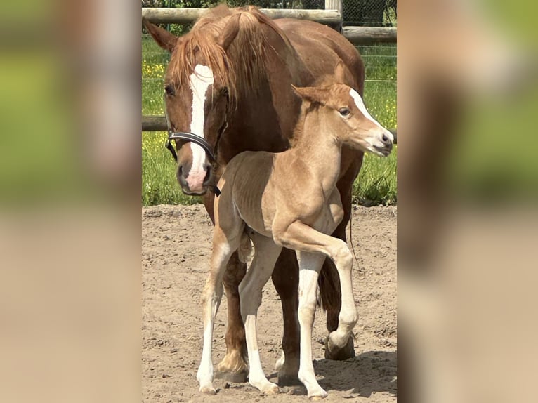 Welsh-D Giumenta 8 Anni 148 cm Sauro in Tornesch