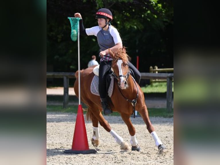 Welsh-D Giumenta 8 Anni 148 cm Sauro in Tornesch