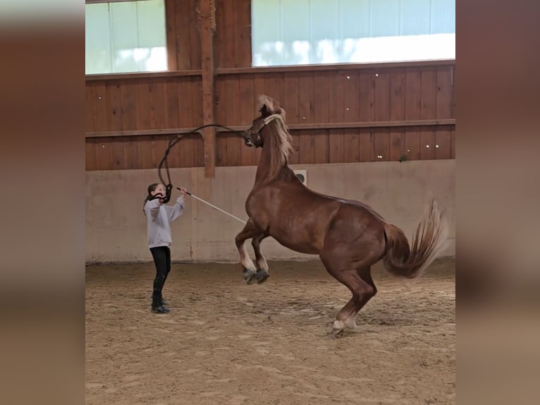 Welsh-D Giumenta 8 Anni 153 cm Sauro in Mörlenbach