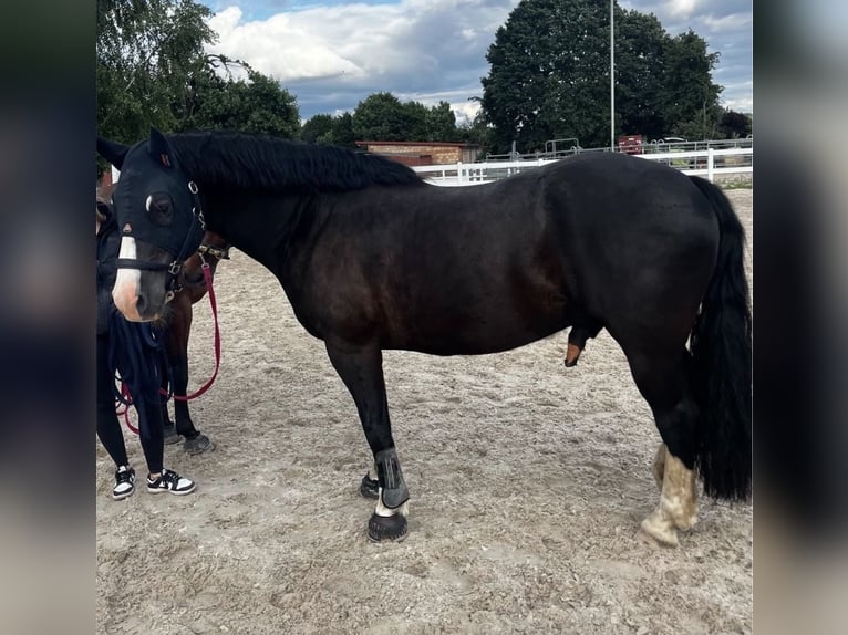 Welsh-D Giumenta 8 Anni 155 cm Baio nero in Northeim