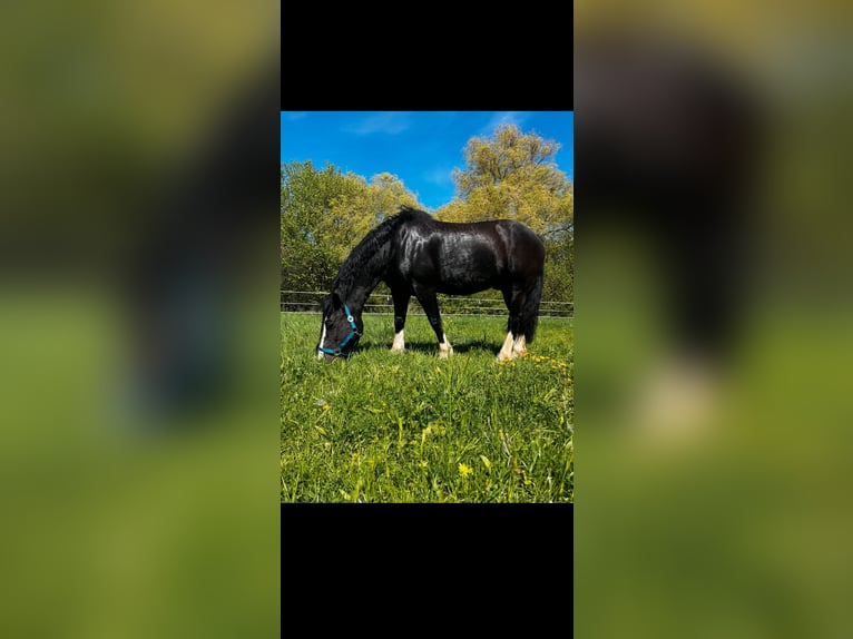 Welsh-D Giumenta 8 Anni 155 cm Baio nero in Northeim
