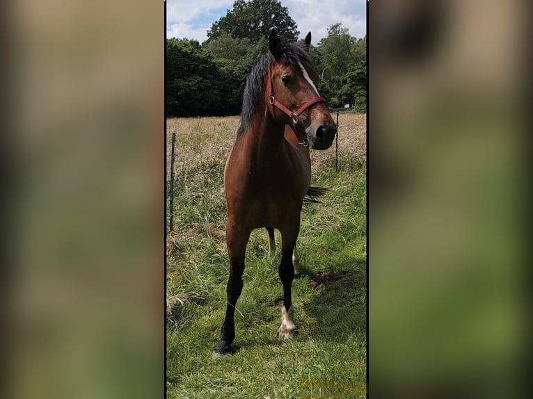 Welsh-D Giumenta 8 Anni 156 cm Baio in Visselhövede