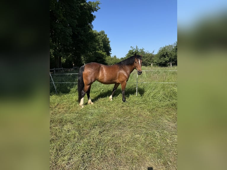 Welsh-D Giumenta 8 Anni 156 cm Baio in Visselhövede