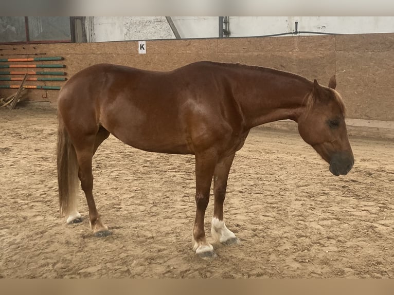 Welsh-D Giumenta 9 Anni 148 cm Sauro in Prag