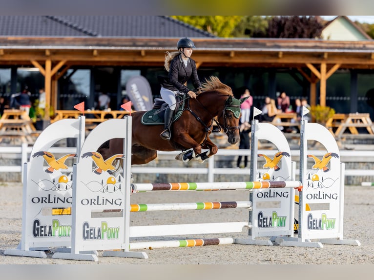 Welsh-D Giumenta 9 Anni 148 cm Sauro in Prag