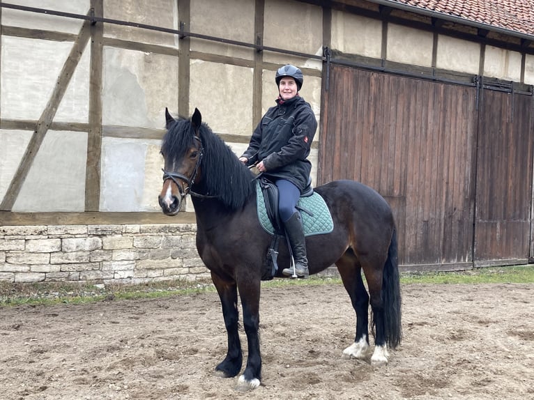 Welsh-D Giumenta 9 Anni 150 cm Baio scuro in Dettum