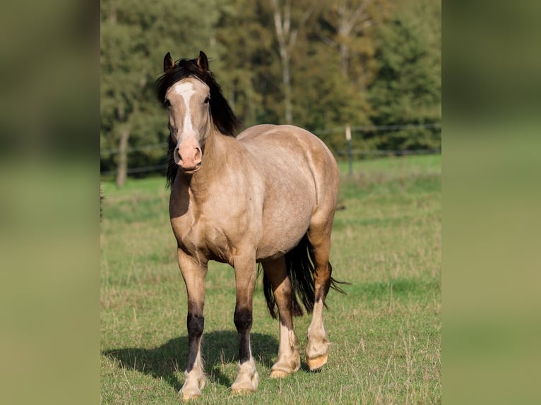 Welsh-D Giumenta Puledri (04/2026) 148 cm Pelle di daino in Kirchlengern