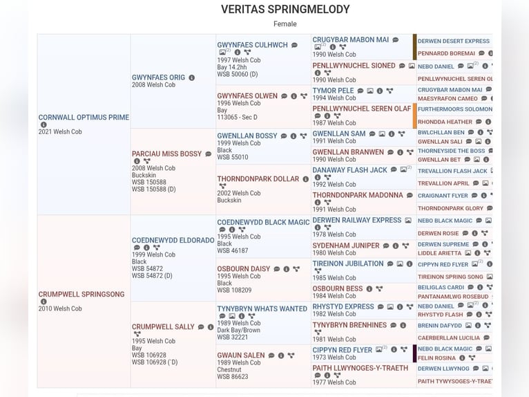 Welsh-D Giumenta Puledri (03/2026) Baio in Meinhard